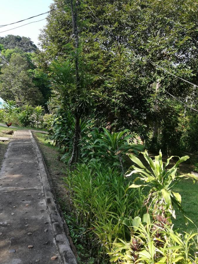 Durian Chalet Kuala Tahan Esterno foto
